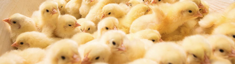 凯时KB88·(中国区)官方网站