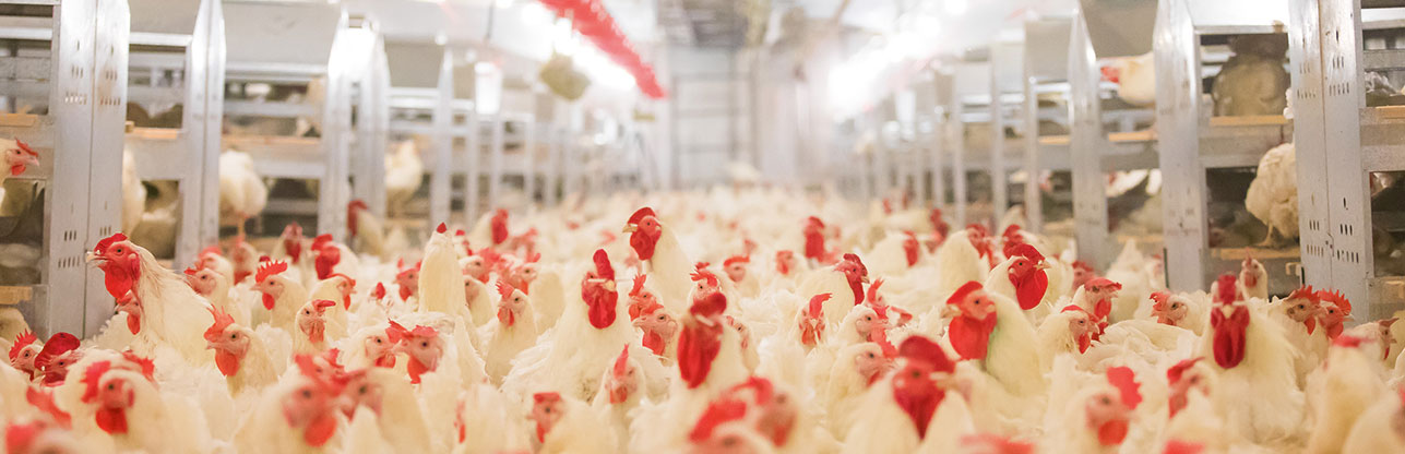 凯时KB88·(中国区)官方网站